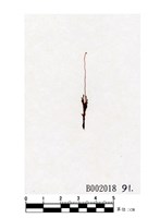 藏品(龍骨偏葉澤苔)的圖片